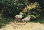 Doves