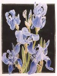 Irises